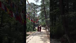 Monks morning walk in Tsuglagkhang Complex Dalai Lama temple  FULL VIDEO in Description  India [upl. by Ellezig599]