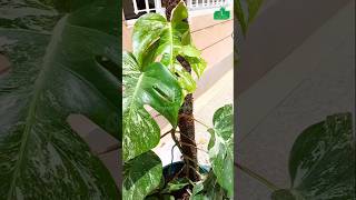 How to Care for Variegated Monstera with Moss Pole [upl. by O'Driscoll279]