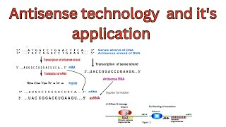 Antisense technology  application of Antisense RNA technology  mechanism of Antisense technology [upl. by Adiuqal953]