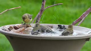 Lesser Goldfinches love the birdbath [upl. by Adnohs860]