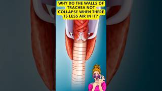 Why the Trachea Doesnt Collapse  Respiratory System Explained [upl. by Rezeile655]