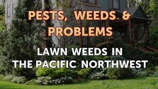 Lawn Weeds in the Pacific Northwest [upl. by Caneghem]