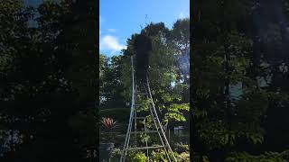 Pruning Cornus kousa with secateurs gardening hedgetrimming oddlysatisfying [upl. by Bryon]