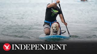 Paws to paddleboards as dog surfing championships take place [upl. by Nueovas]