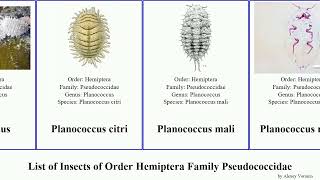 List of Insects of Order Hemiptera Family Pseudococcidae pseudococcus planococcus minor mali citri [upl. by Shepard]