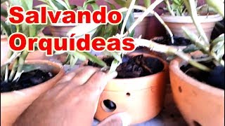 Aprenda a SALVAR SUAS ORQUÍDEAS [upl. by Audrit]