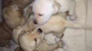 CUTE Newborn Yellow Lab Puppies  Pets [upl. by Eberta]