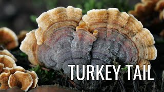 Identify Turkey Tail Mushroom in 7 steps Here’s How [upl. by Repinuj974]