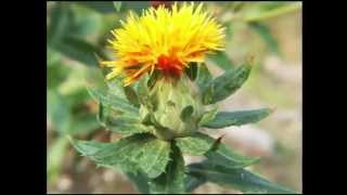 Safflower Oil Health Benefits [upl. by Sandry]