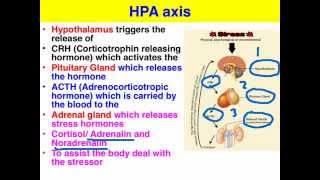 Stress amp the HPA axis  VCE Psychology [upl. by Paulson]