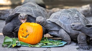 Giant Galapagos Tortoises Celebrate National Pumpkin Day at Disney’s Animal Kingdom 2023 Official [upl. by Chrystel]