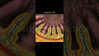 small intestine anatomy biology anatomy 3danimation [upl. by Yorled]