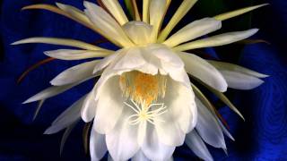 Epiphyllum Timelapse 103010 quotNight Blooming Cereusquot [upl. by Nnaed304]