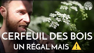 Cerfeuil des bois un régal mais ⚠️ [upl. by Htebezile143]