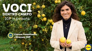 VOCI DENTRO CAMPO Limone femminello di Siracusa IGP  Lidl Italia [upl. by Eednar]