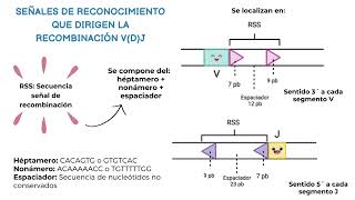 Recombinación V D J [upl. by Dnalyaw]