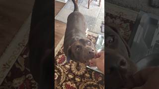 My Dogs Got Skills 🐶 Watch Him Load the Dishwasher Like a Pro ✨ smartdog dogchores dogtricks [upl. by Queena213]