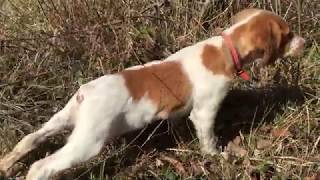 Epagneul Breton  A Hunting Dog Part 1 The Beginnings [upl. by Amelus]