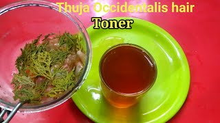 PREVENT HAIR LOSS With Thuja Occidentalis Infused Hair Toner [upl. by Dinan]