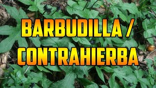 PARA QUE SIRVE🌿 BARBUDILLA 🌿 BENEFICIOS🌿 CONTRAYERBA 🌿CONTRA HIERBA🌿 PROPIEDADES Y USOS MEDICINALES🌿 [upl. by Zebadiah498]