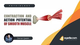 Contraction and Action Potential of Smooth Muscle  Physiology Video  VLearning [upl. by Neerihs]