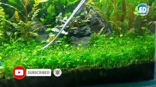 How to trim Marsilea hirsuta carpet [upl. by Eitsud]