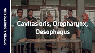 Tractus Digestorium I  Cavitas Oris Oropharynx et Oesophagus [upl. by Esiahc951]