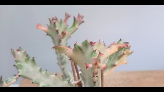 Euphorbia Lactea White Ghost [upl. by Ilamad]