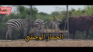 Partie 2 de jardin Zoologique rabatحديقة الحيوانات في مدينة الرباط الجزء التاني 🔴🔴 [upl. by Lavery593]