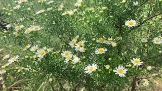 Wildflower Meadow Relaxation  American Asters for 30 minutes [upl. by Nnaihs609]