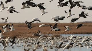 North Ottawa Impoundment in 2 Minutes [upl. by Sylvie776]