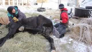 Nike Gelded first Laurie Vet videos by Andrea Lawrence 014 [upl. by Zobkiw677]