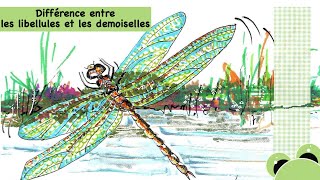 Quelles différences entre les libellules et les demoiselles [upl. by Judy212]