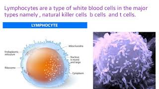 What is Lymphocytes [upl. by Putnam810]