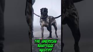 THE AMERICAN BANDOGGE MASTIFF [upl. by Heinrik885]