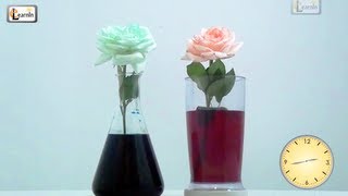 Colored flowers  Color changing flower experiment  Science experiments for kids  Elearnin [upl. by Irbmac]