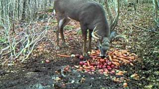 Vidéo du mâle chevreuil récolté [upl. by Hillier]