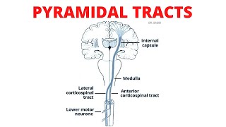 Pyramidal Tract  Lateral and Anterior Corticospinal Tracts [upl. by Neelloc474]