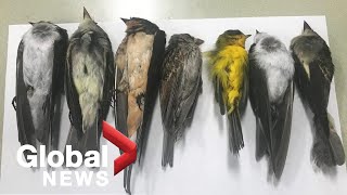 quotUnprecedentedquot Birds mysteriously dropping dead across US southwest [upl. by Enyahs406]