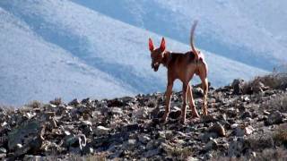 Grupo de Podencos cazan un conejo en Fuerteventura tras perseguirlo [upl. by Sholley]