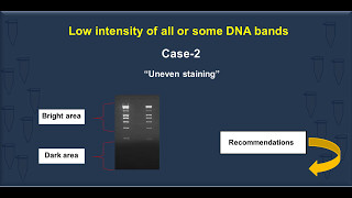 Causes of the low intensity of DNA bands after Gel electrophoresis and recommendations to avoid it [upl. by Mcintyre]