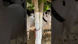 New fatehjangi bull 2024 shorts youtubeshorts fatehjangibulls shortvideo domailmandi [upl. by Sugar]