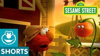 Sesame Street Tomato Musical Preview  Elmo the Musical [upl. by Aslin]