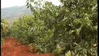 Sand Dams Worldwide  Planting trees in Kenya [upl. by Savinirs]