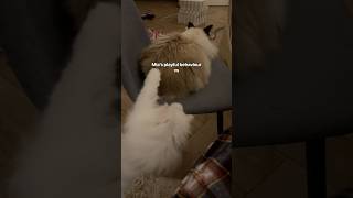 Jerrie just plays differently😅 cats catvideos funny [upl. by Larsen]