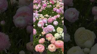 ranunculus flower plant gardening plantsgardengardeningtips diy mograjasminegardernplantic [upl. by Ainalem]