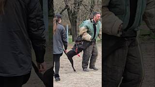 😎Pitbull guards girl from attacking intruder GUARDODESSA Training bodyguard dogs Odessa Ukraine [upl. by Mclain241]