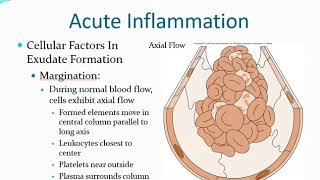 Inflammation amp Repair [upl. by Ivad]