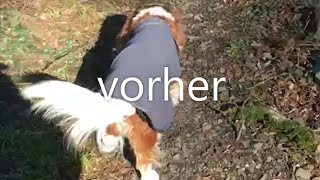 Spondylose beim Hund  Behandlung mit physiokey [upl. by Nolra]