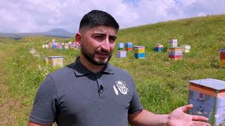 Melilotus Honey  Beekeeping in Armenia  Haterk Food Մելիլոտուսի մեղրի արտադրությունը Հայաստանում [upl. by Russon778]